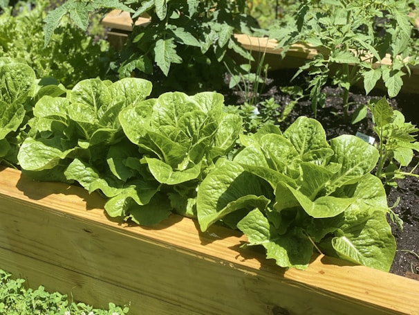 Vibrant green lettuce and rucola growing side by side in neat greenhouse beds.