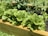 Bright green lettuce plants are thriving in a wooden raised garden bed. The lettuce leaves are crisp and densely packed, surrounded by other plants and a rich, dark soil. The sunlight enhances the natural vividness of the leaves, suggesting a healthy and well-maintained garden.