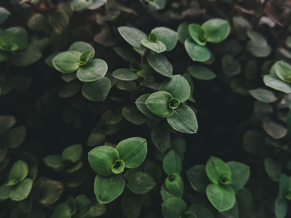 green leaves plant in close up photography