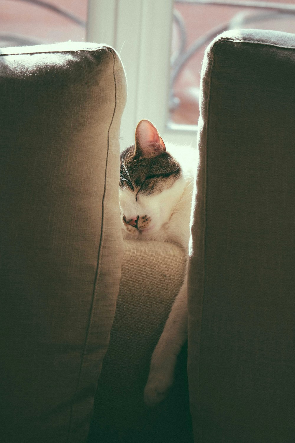 gato branco e preto no sofá cinza