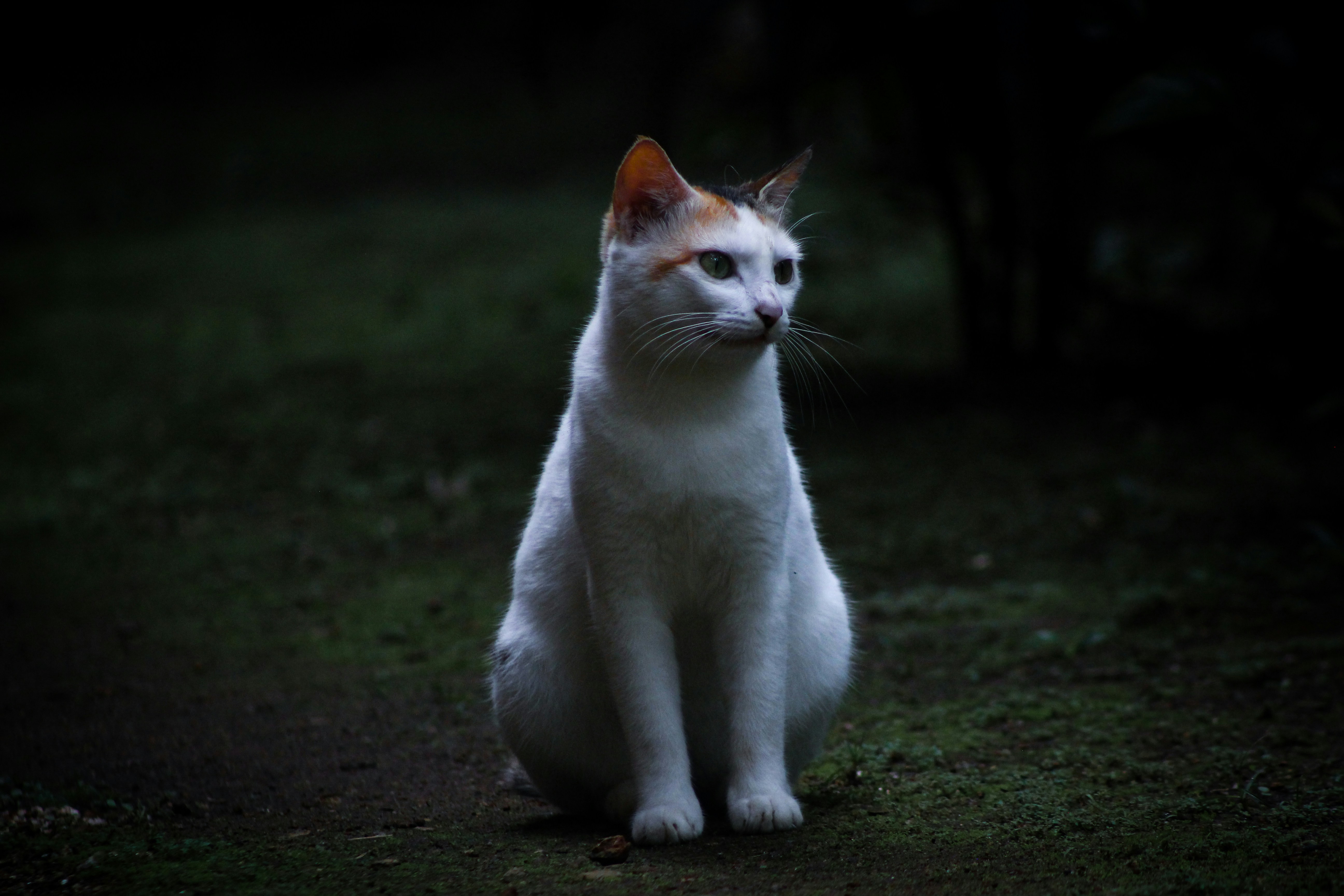 Photo by chief__parker