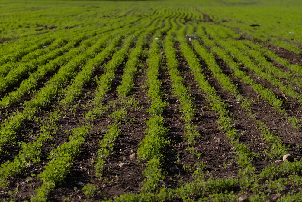 green grass field during daytime