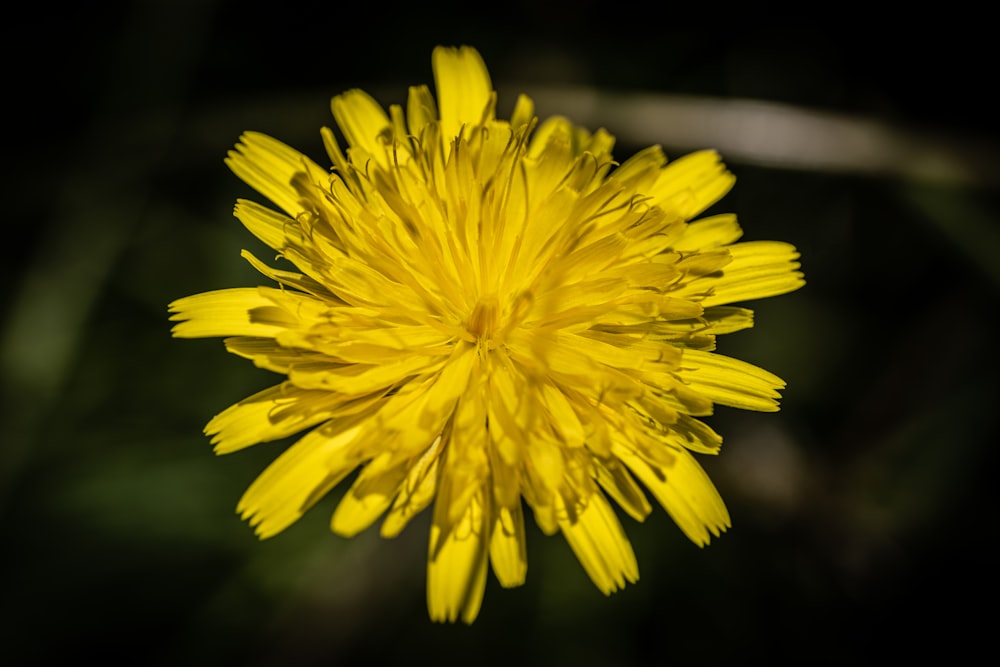 yellow flower in tilt shift lens