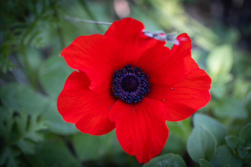 red flower in tilt shift lens