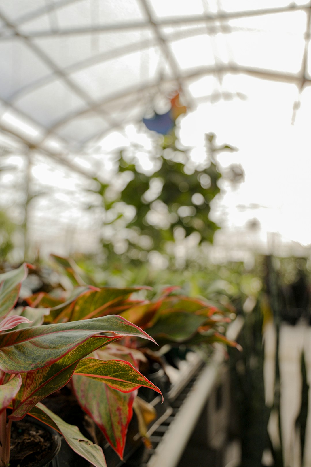 red and green plant in greenhouse