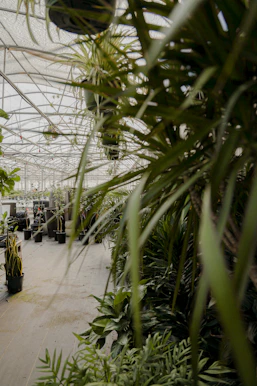 green palm tree inside building