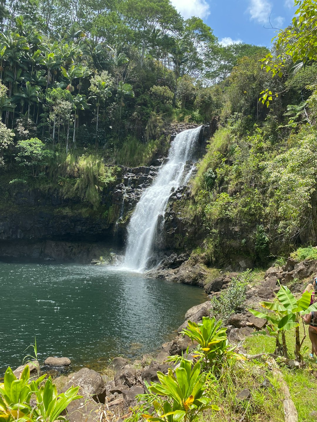 waterfalls in the middle of green trees