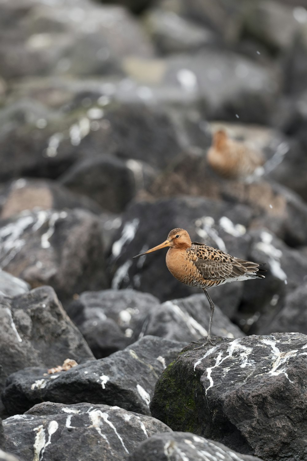 brown bird on gray rock