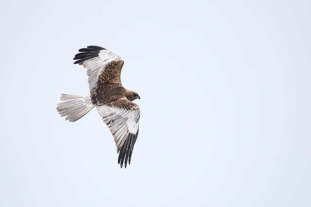 brown and white bird flying