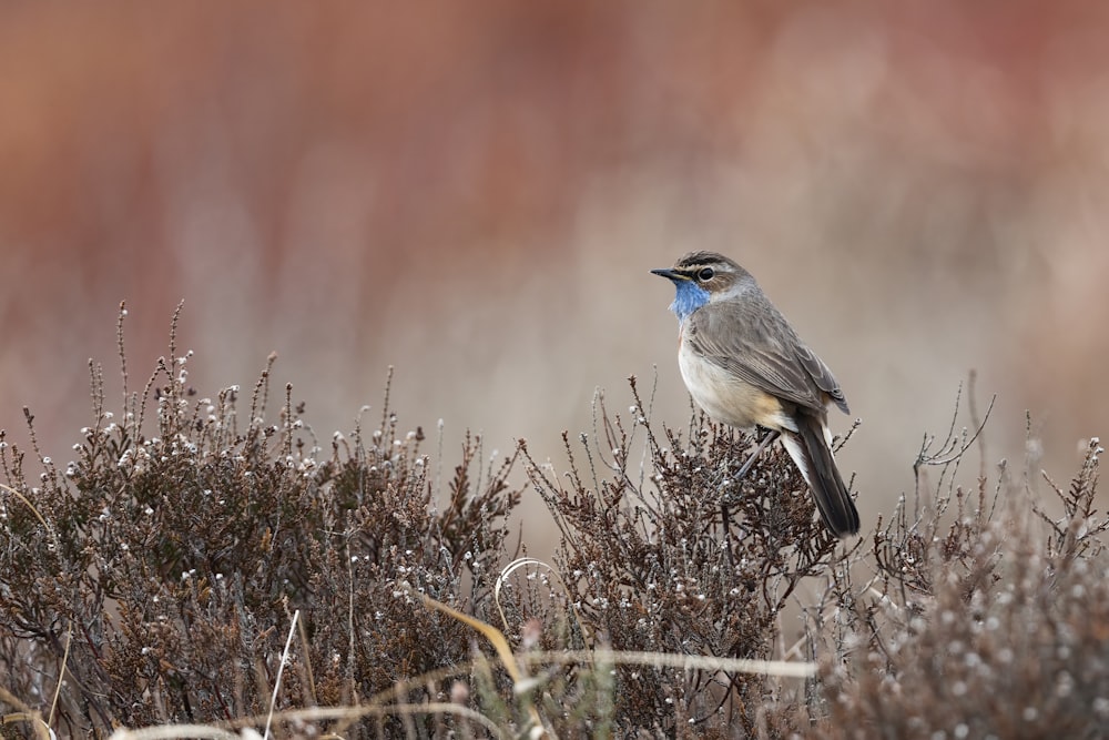blue and white bird on brown grass during daytime
