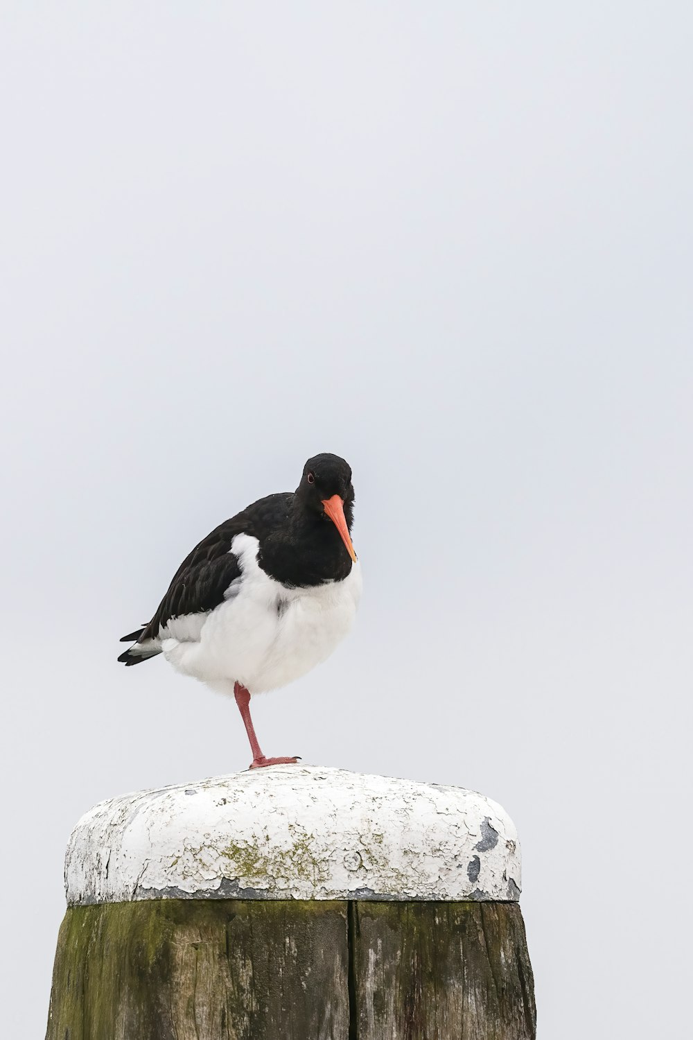 black and white bird on white rock
