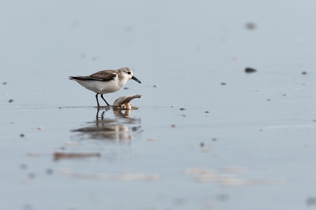 brown and white bird on water