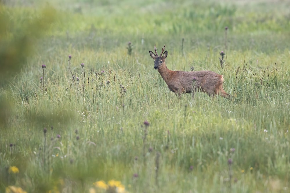 brown deer on green grass field during daytime