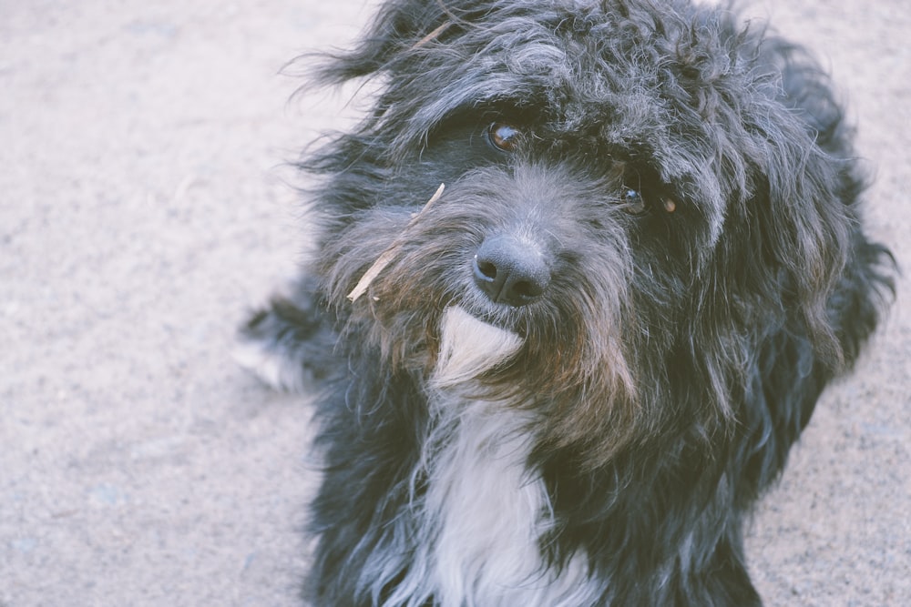 preto e branco de pelagem longa cão pequeno