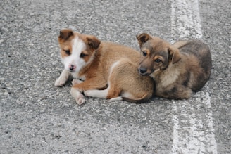 brown and white short coated dog lying on gray concrete floor