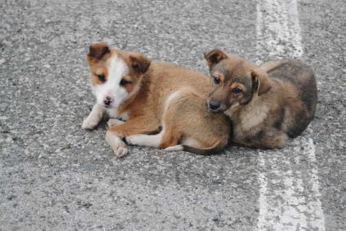 brown and white short coated dog lying on gray concrete floor