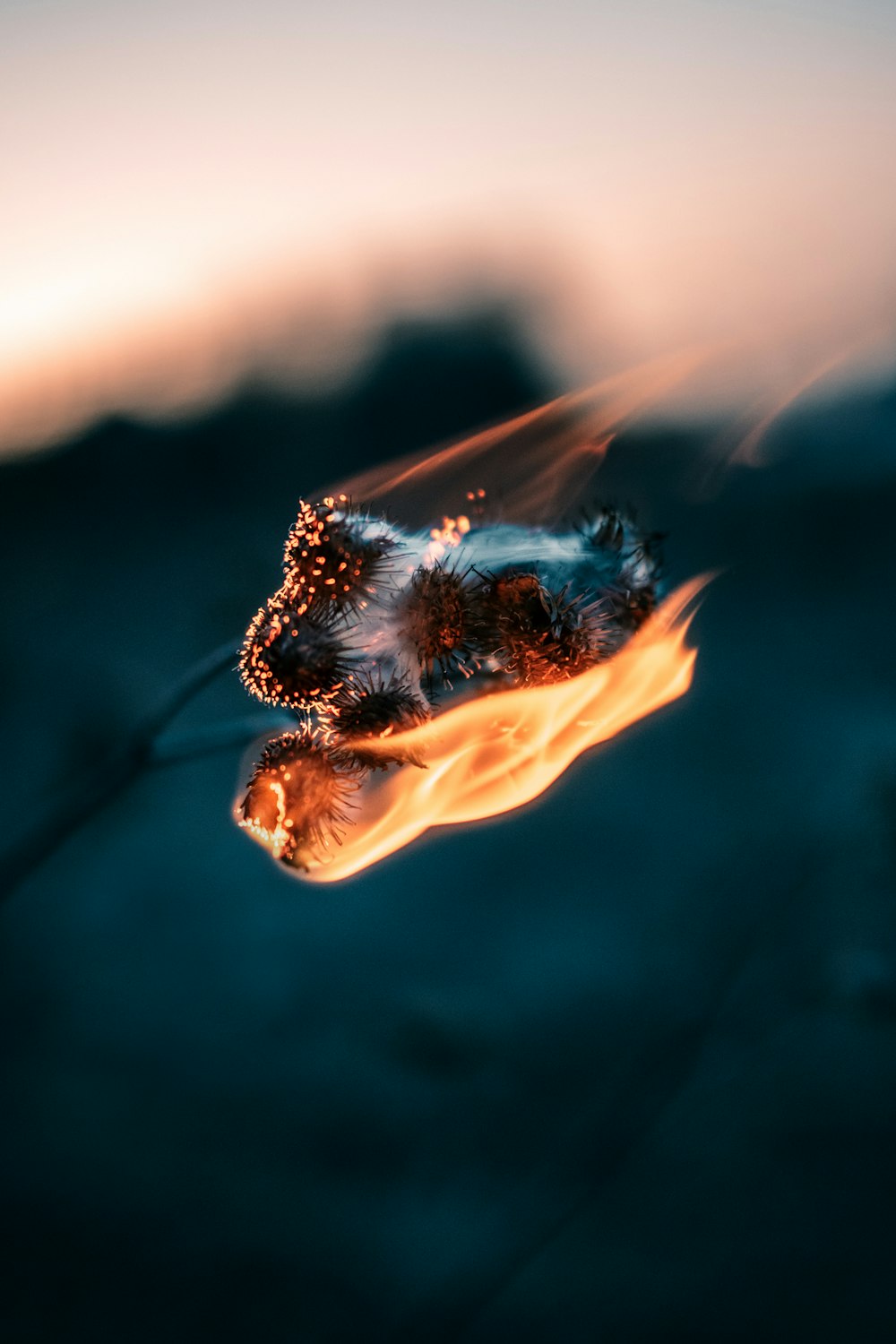 brown and black butterfly on orange flame