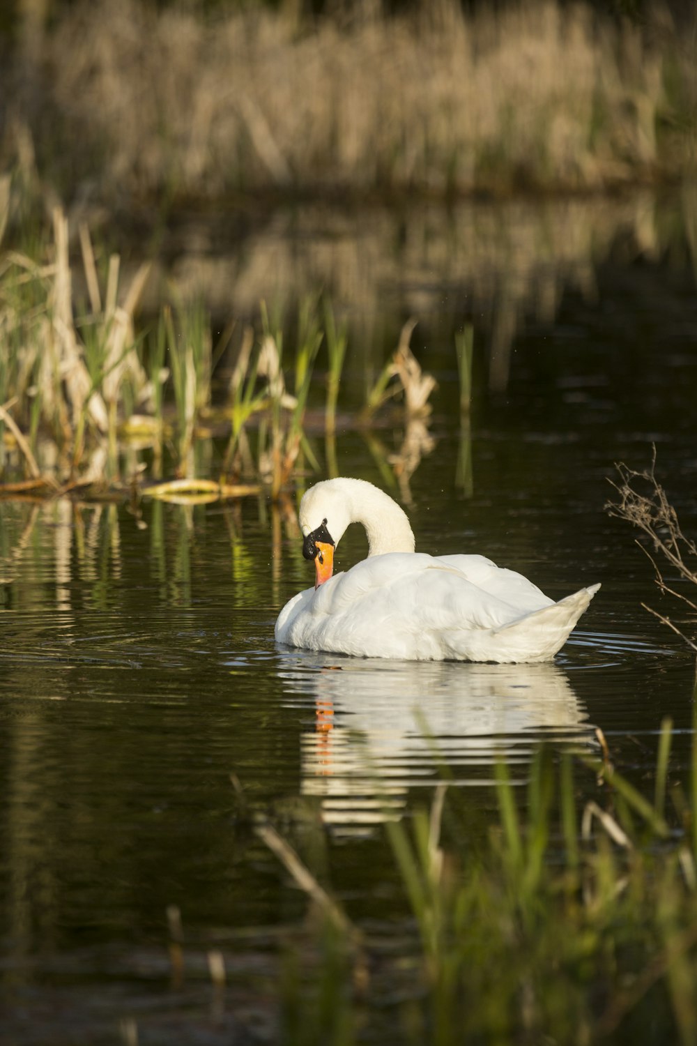 white swan on water during daytime