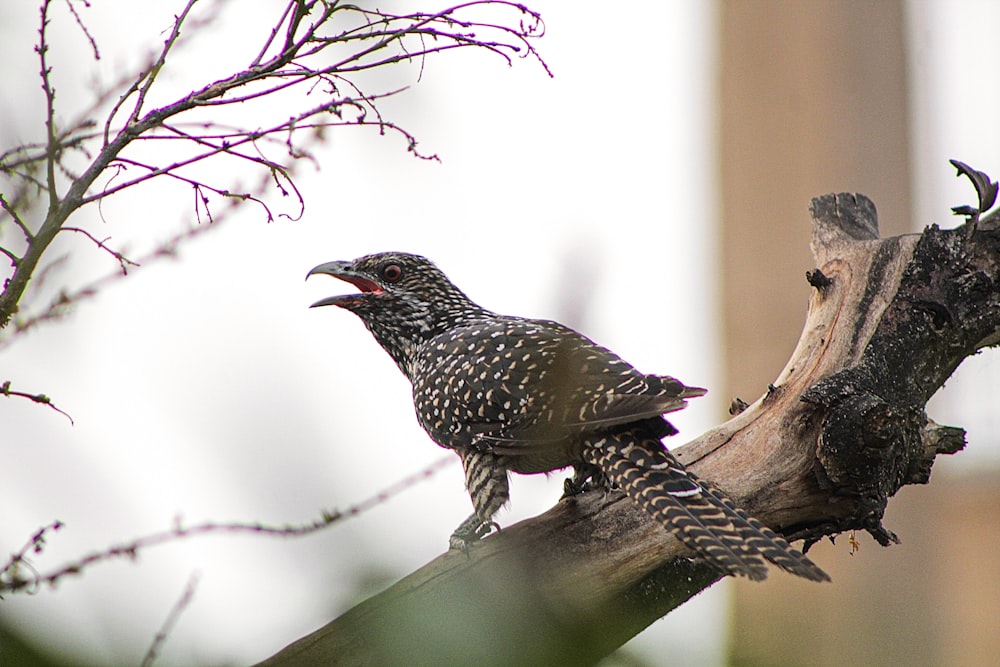 black bird on brown tree branch