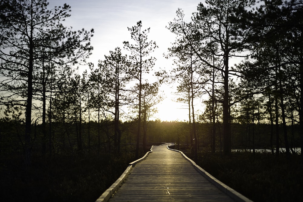 brown wooden pathway between trees during daytime