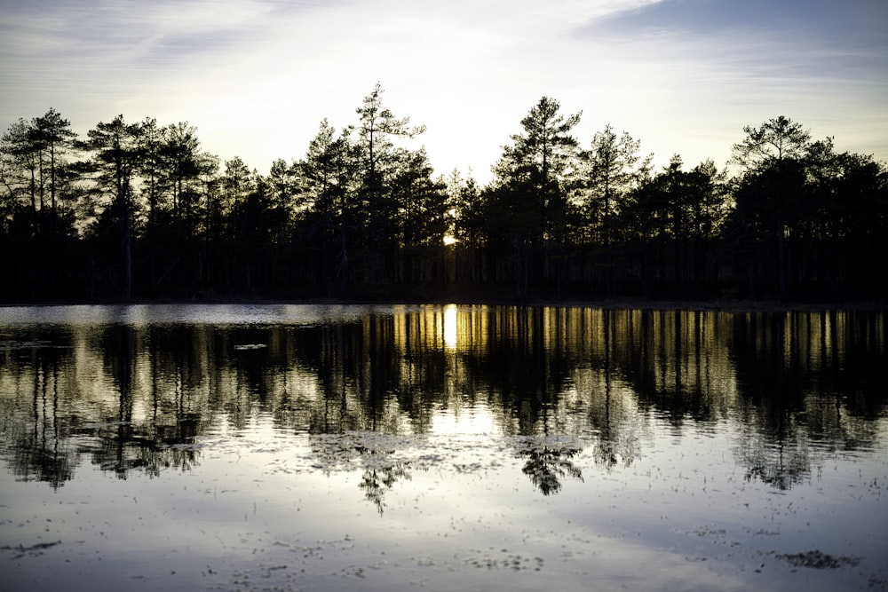 body of water near trees during night time