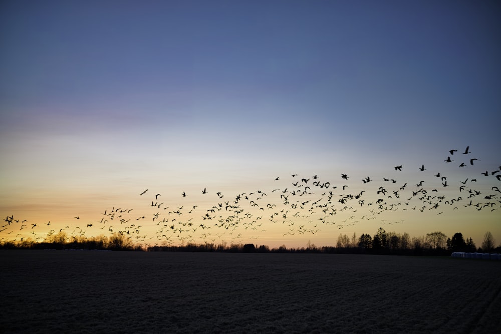 silhouette d’une volée d’oiseaux volant au-dessus des arbres au coucher du soleil