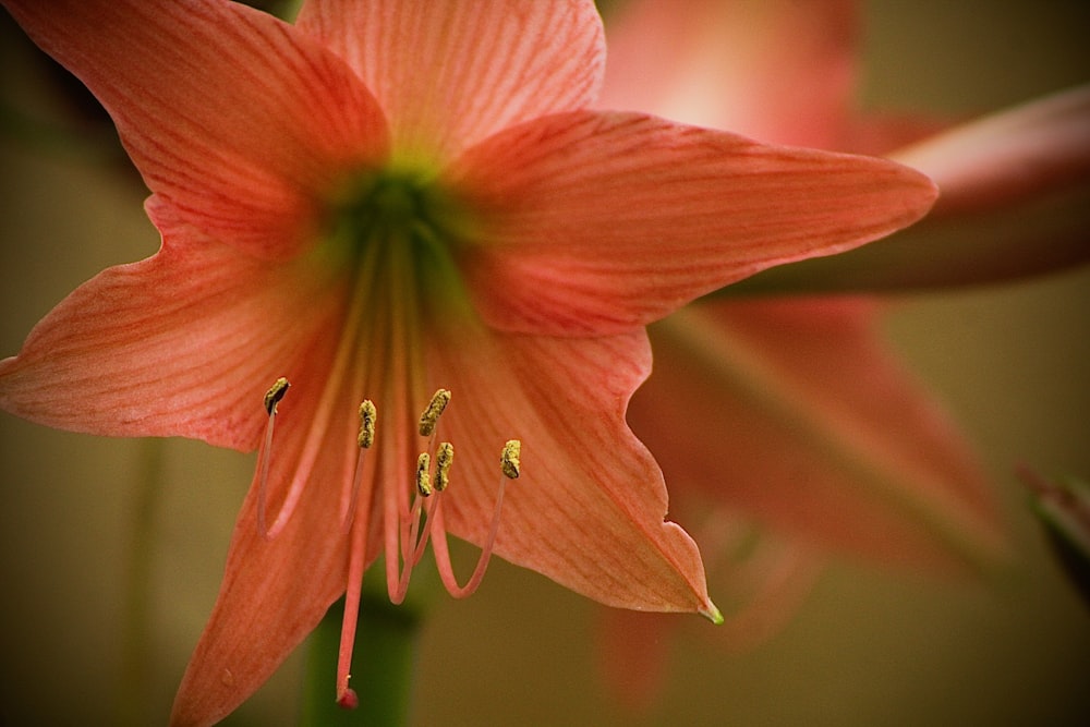 red hibiscus in bloom in close up photography