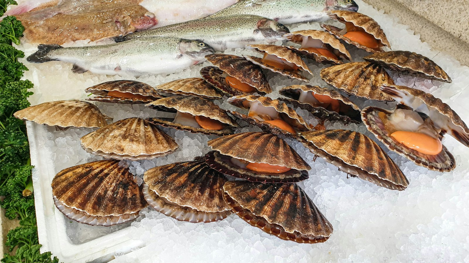 Ferske kamskjell i skall på hvitt klede, klare til å åpnes og stekes