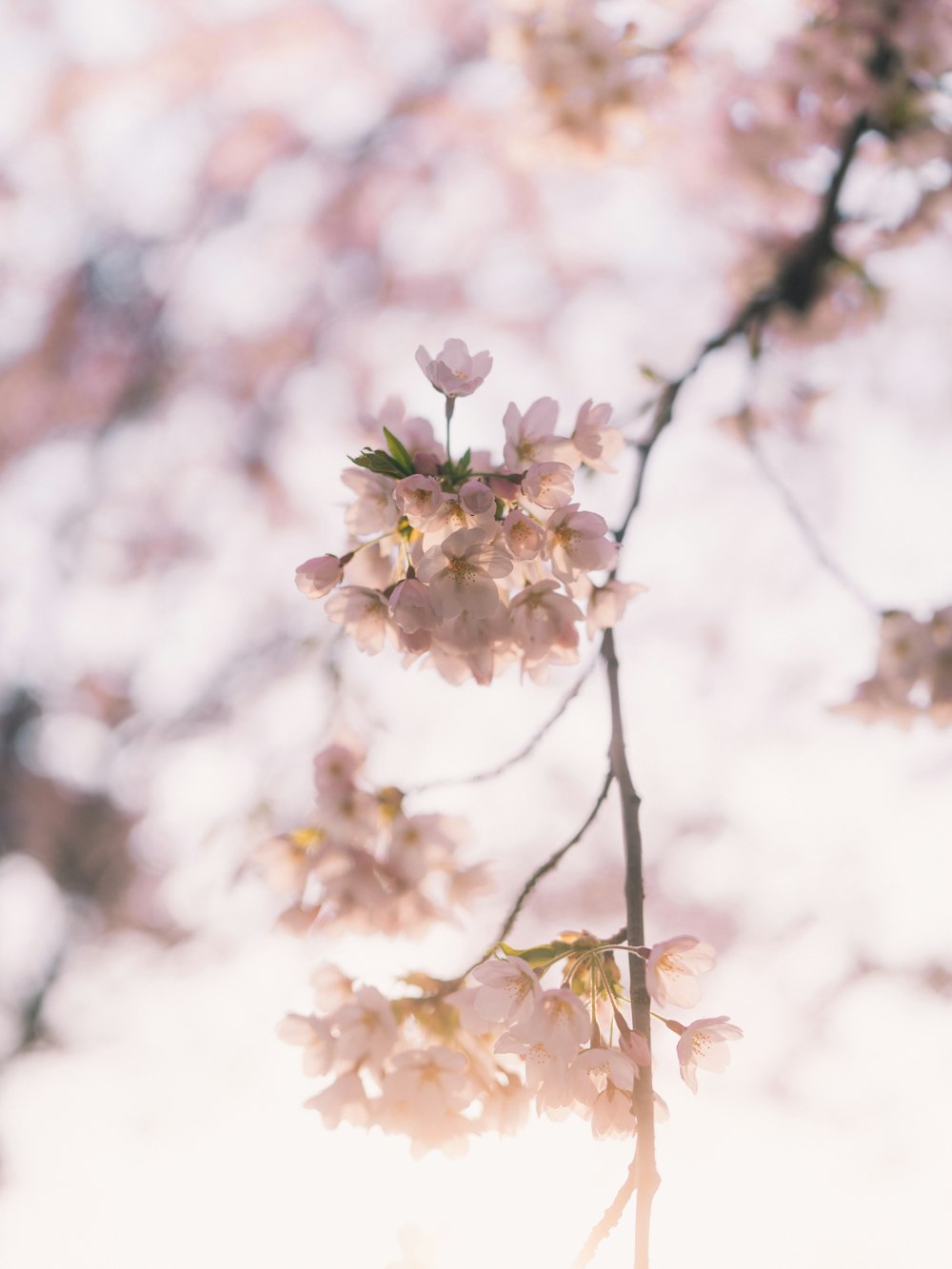 white and pink cherry blossom in close up photography