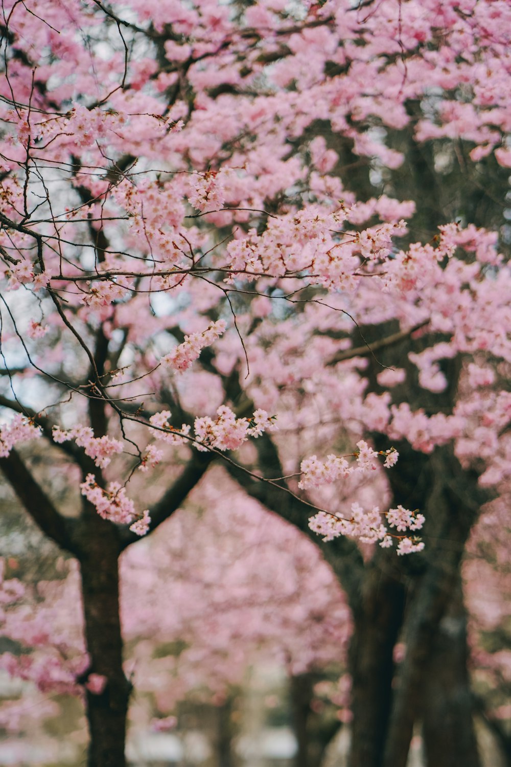 cerezo rosa en flor durante el día