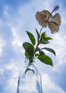 Hibiscus Herbal Infusion
