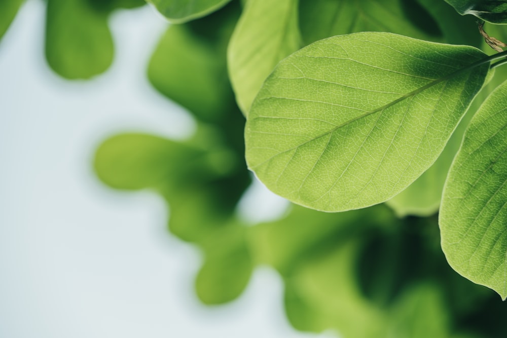 green leaf in close up photography