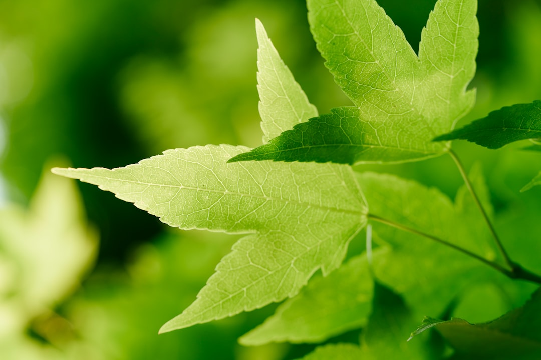 green leaf in macro photography