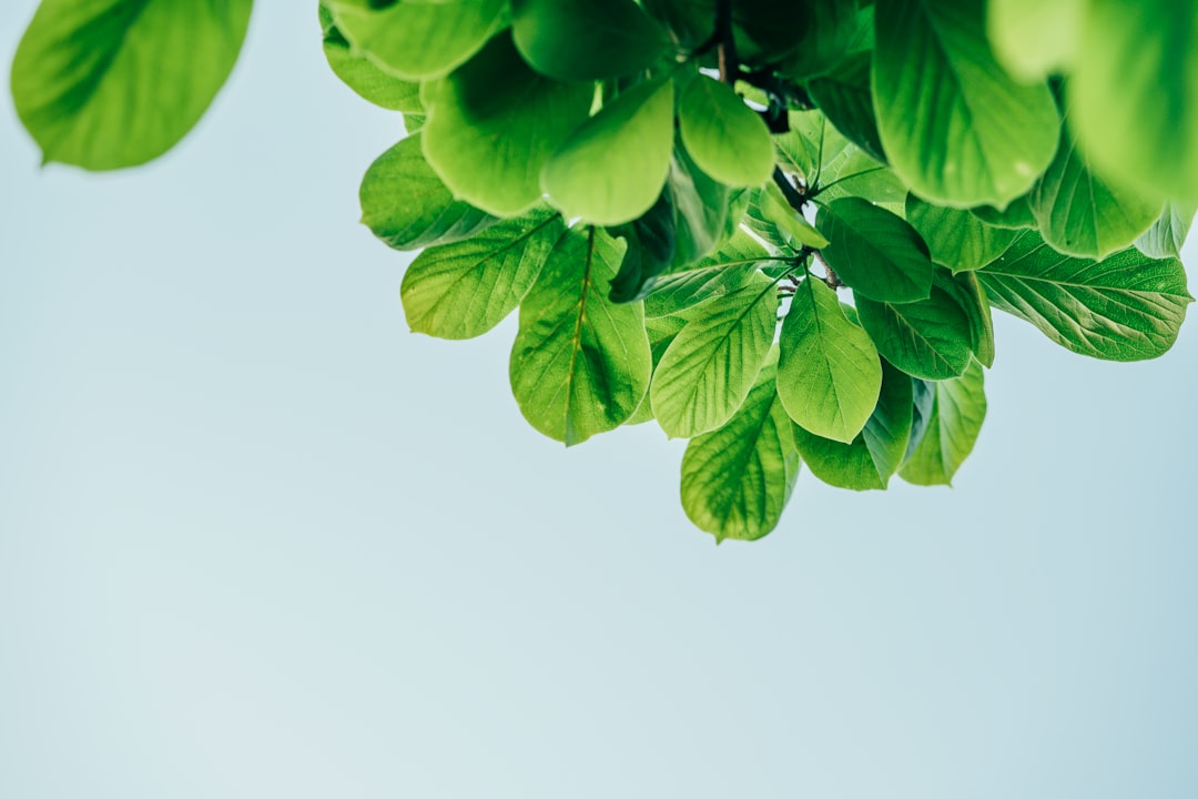 green leaves with white background