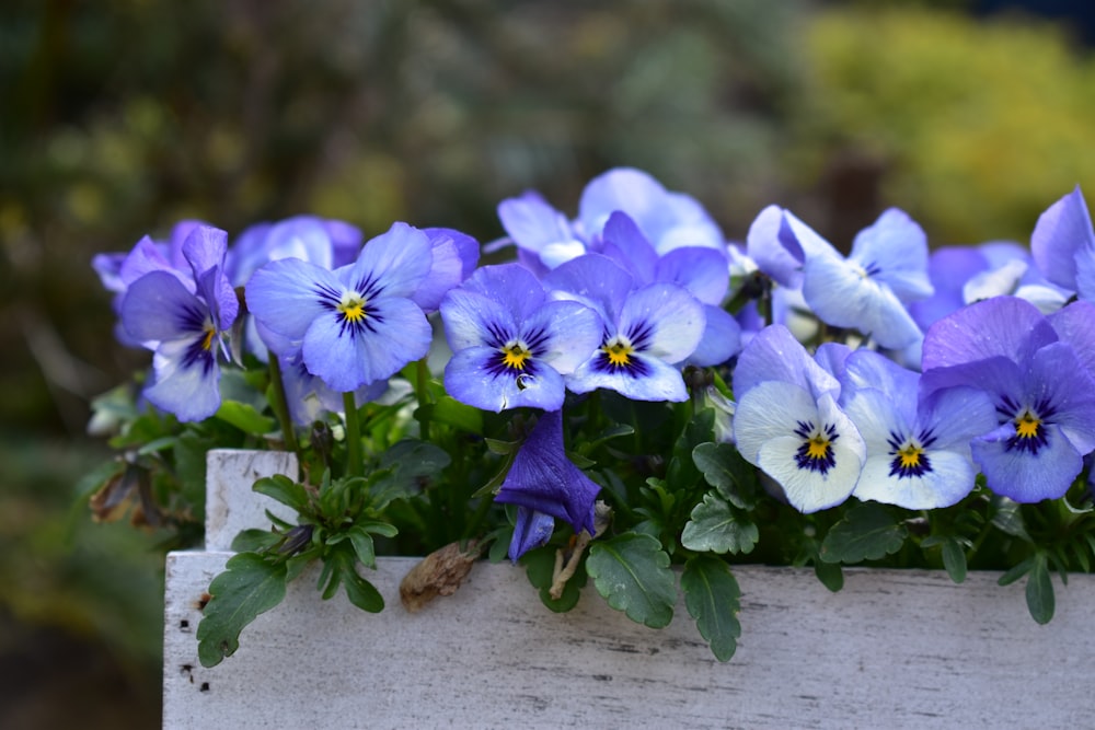 purple and white flowers on brown wooden log