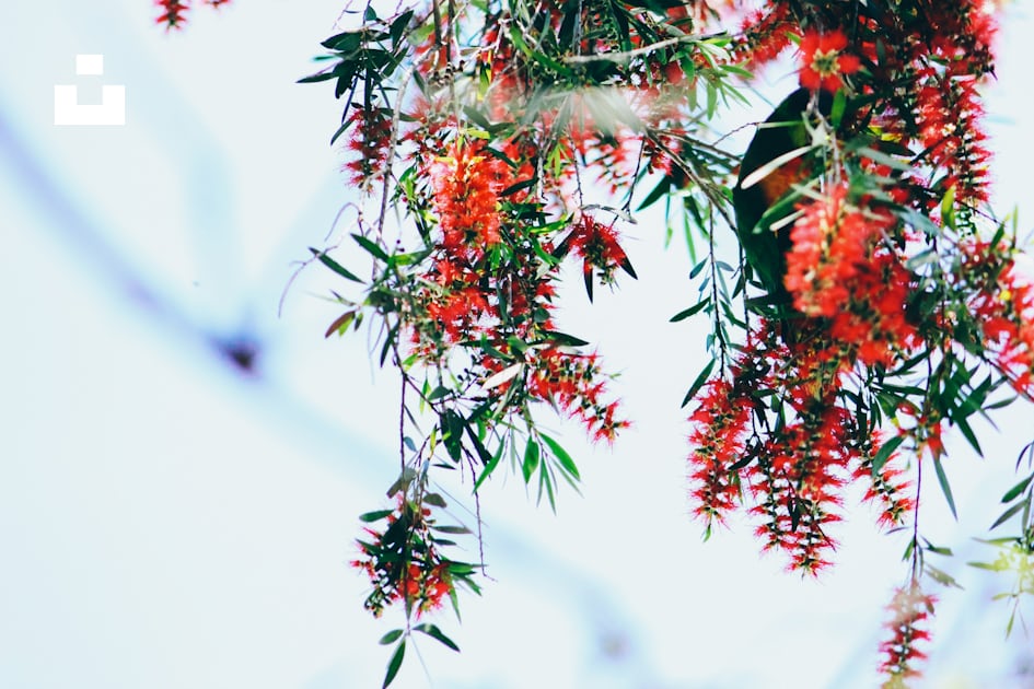 Tree branch with Red and Green leaves: Một chiếc cành cây với những lá màu đỏ và xanh tươi sáng là một điểm nhấn tuyệt vời cho không gian sống của bạn. Hình ảnh này sẽ cho bạn thấy được sự phong phú của thiên nhiên và mang đến cho bạn cảm giác thư giãn và thăng hoa tinh thần.