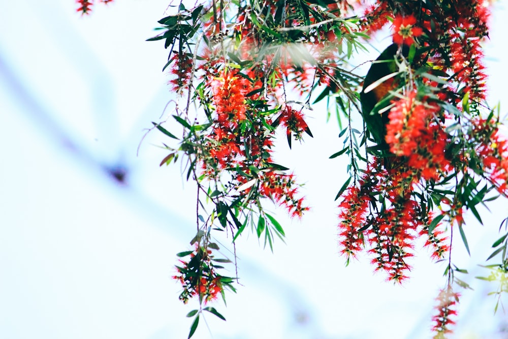 red and green leaves on tree branch