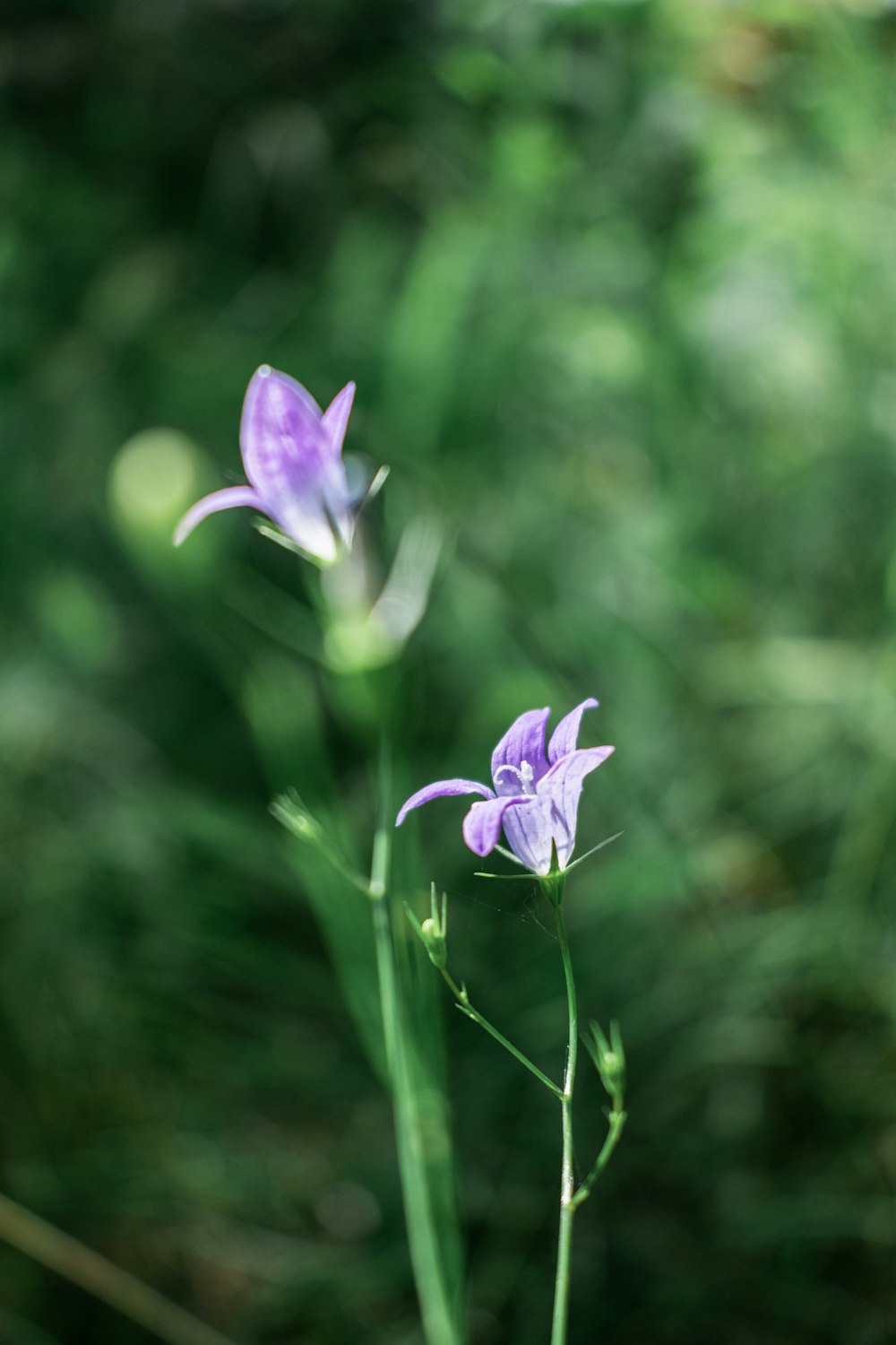 purple flower in tilt shift lens