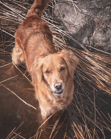 A golden retriever stands partially submerged in water surrounded by dry reeds. The dog gazes directly at the viewer, displaying a curious and alert expression. The surrounding environment is natural, with visible rocks and water reflecting the dog’s silhouette.