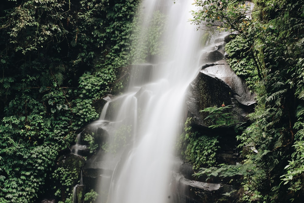 water falls in the middle of the forest