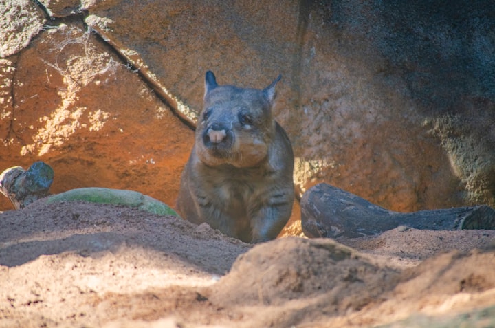 Thoughts of a wombat