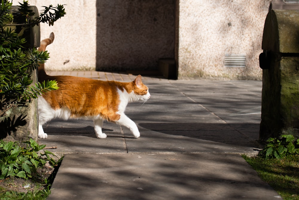 orange and white cat on gray concrete floor