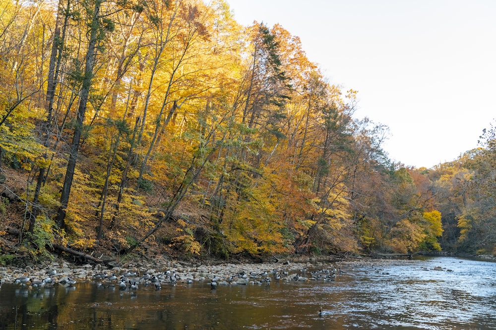 green and yellow trees beside river during daytime