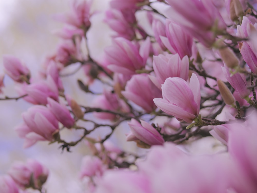 pink and white flowers in tilt shift lens