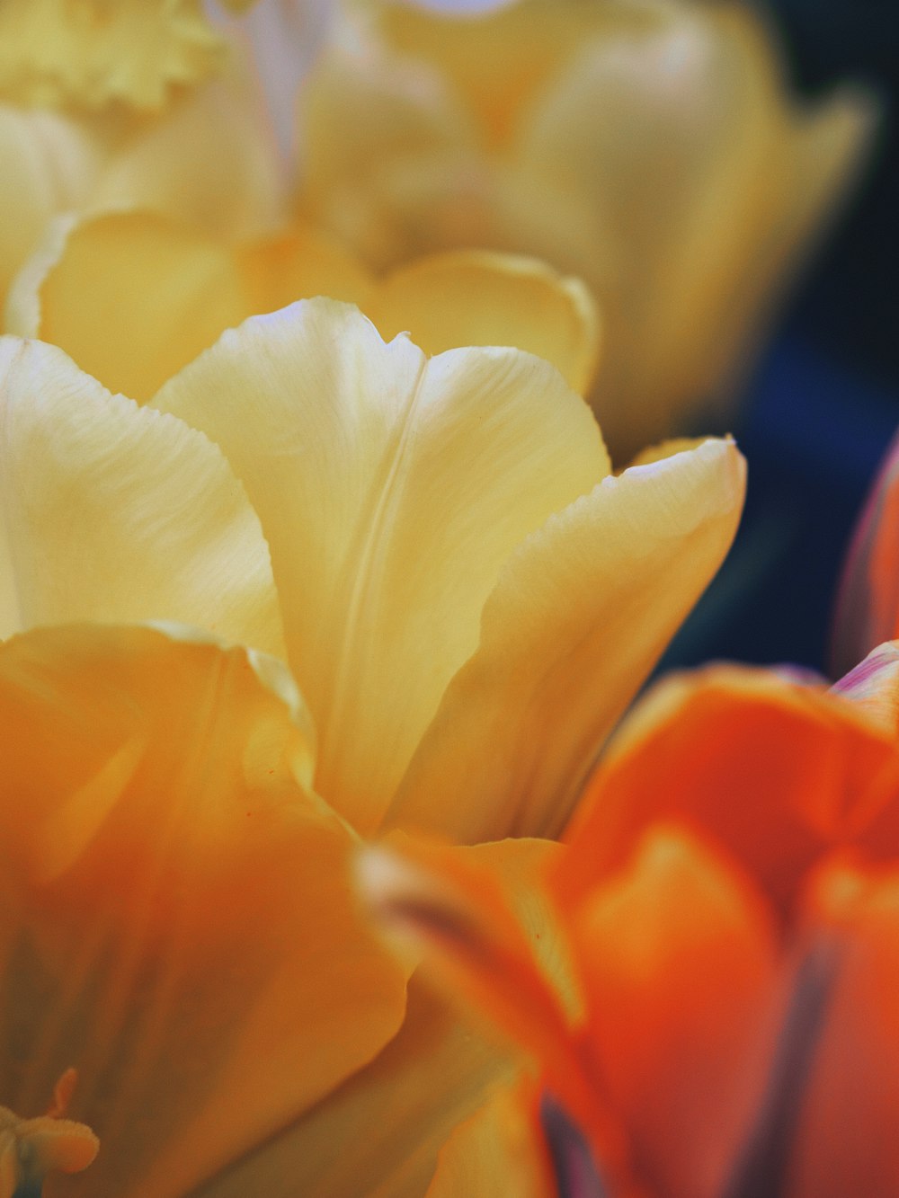 yellow and red flower in macro shot