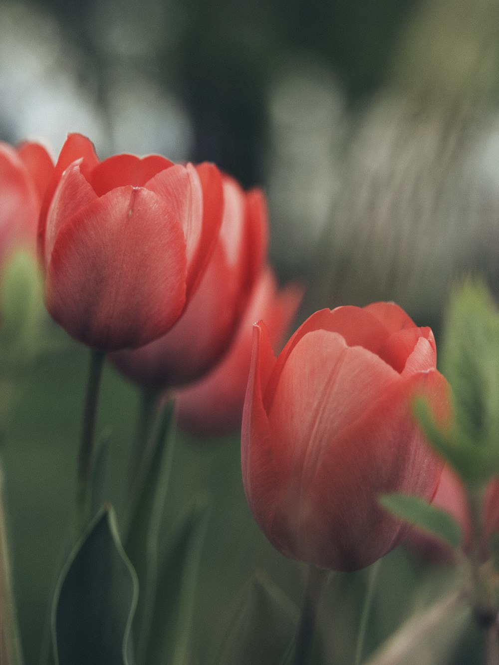 pink tulips in bloom during daytime