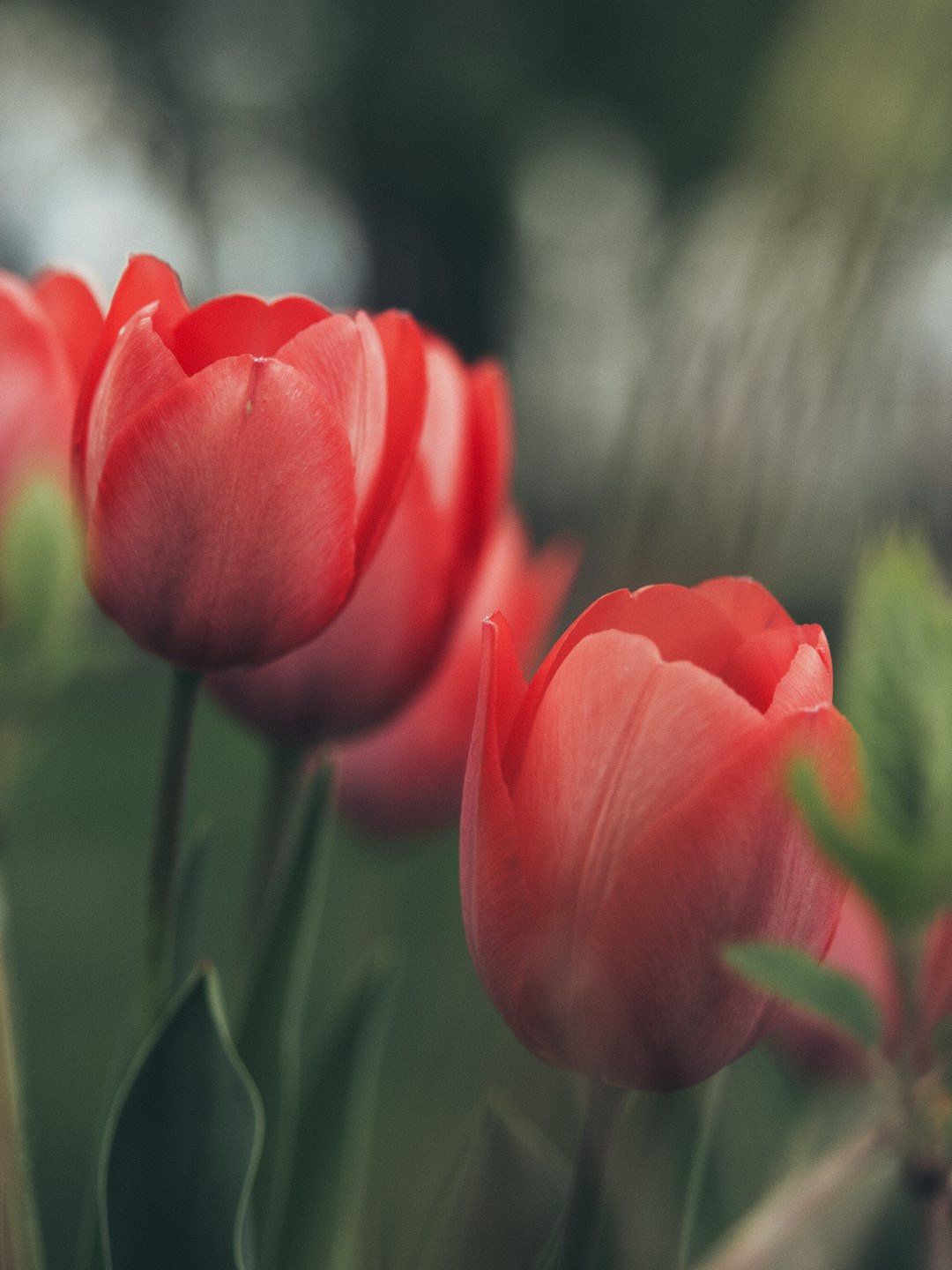 pink tulips in bloom during daytime