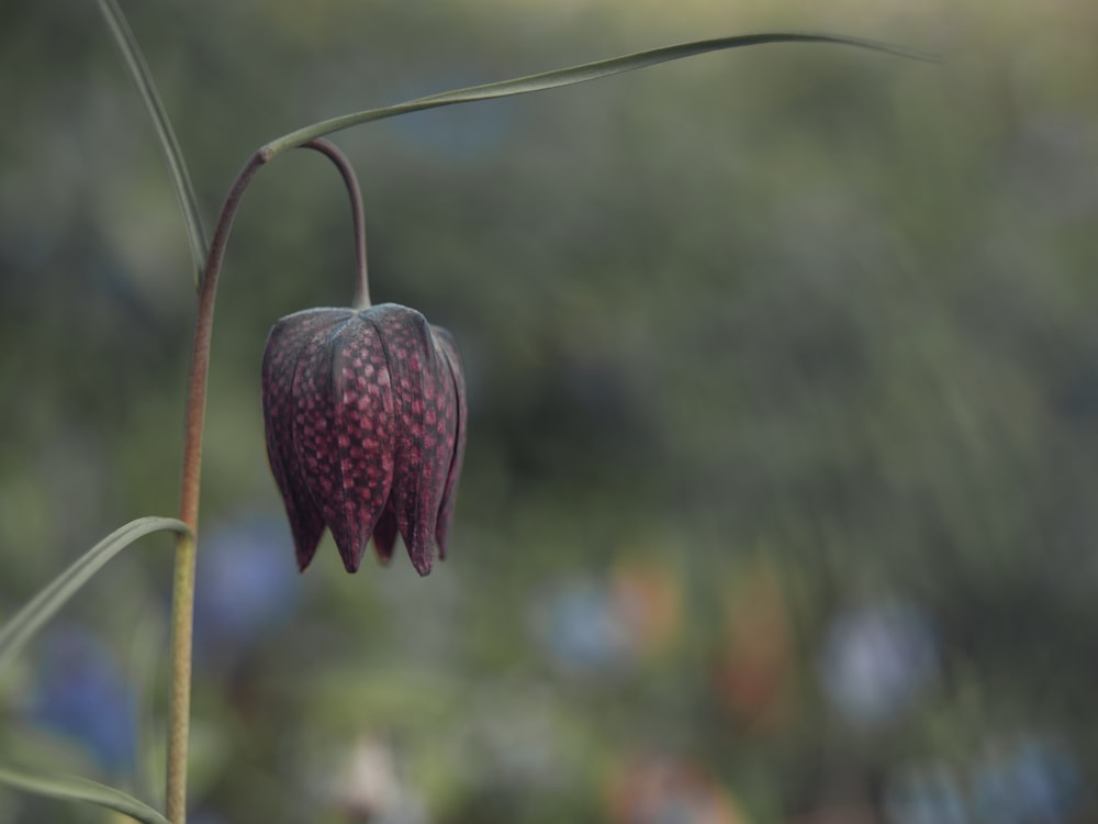 purple flower bud in close up photography