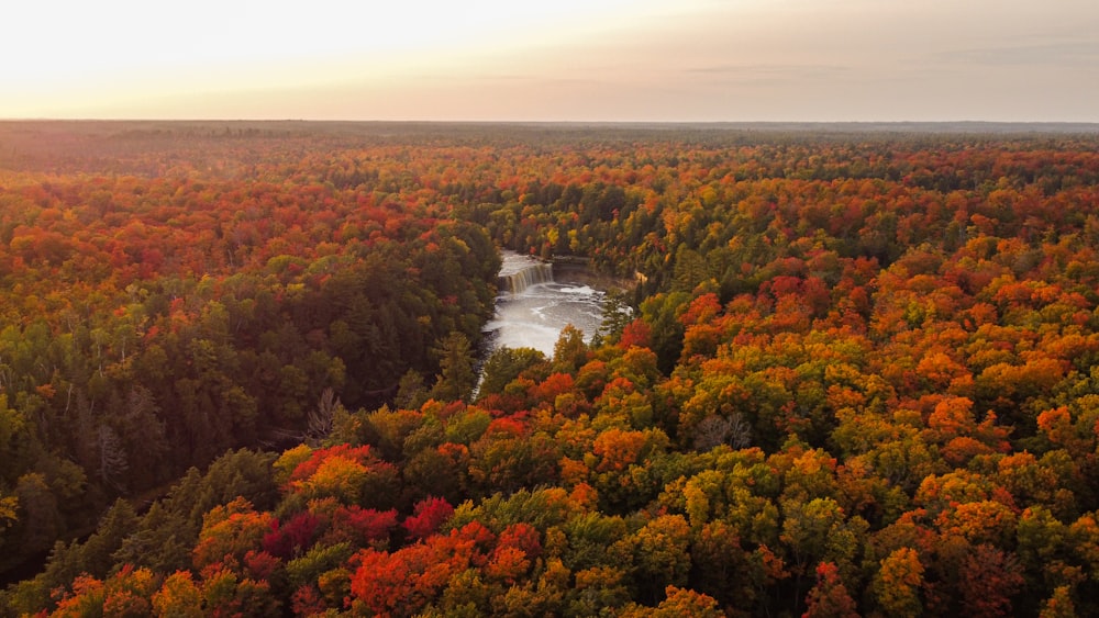 red and green trees near river during daytime