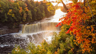 water falls in the middle of trees